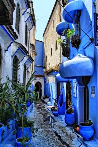 Whispers of Blue: A Serene Stroll