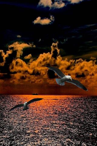 Soaring Through Sunset Skies 🌅🕊️