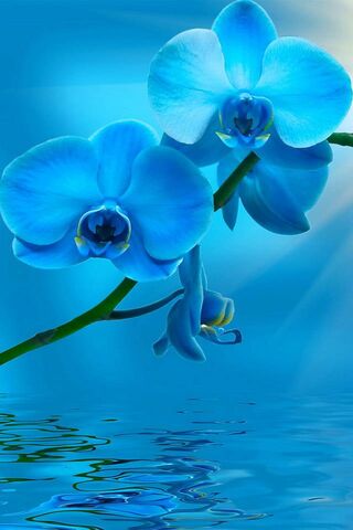 Serenity in Blue: The Enchanting Blue Orchid 🌊💙