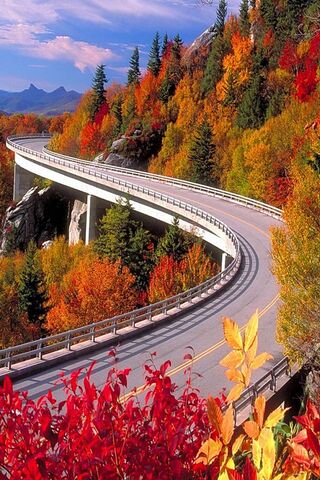 Winding Through Autumn's Embrace 🍂🚗