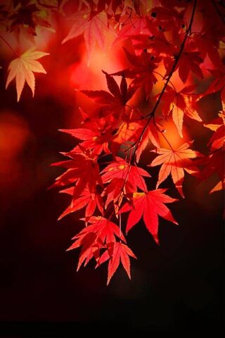 Crimson Whispers of Aut..