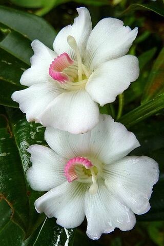 Blossoms of Renewal 🌸✨