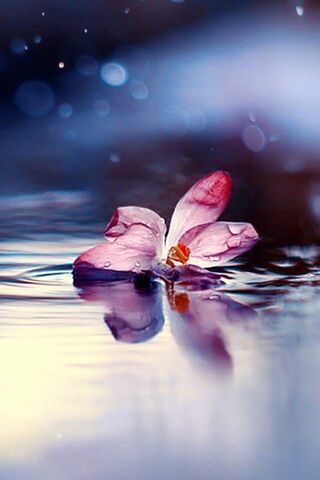 Serenity in Bloom: The ..