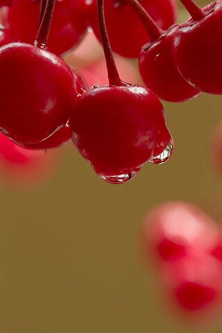 Lir 13: Nature's Juicy Gems 🍒✨