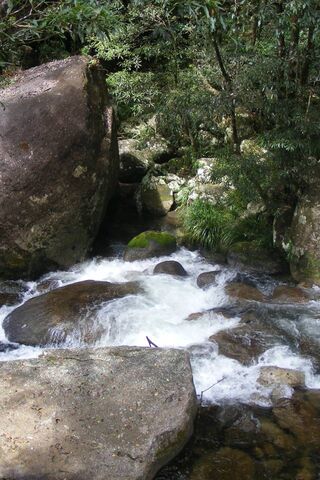 Nature's Thrill: The Rapids Adventure 🌊🌿