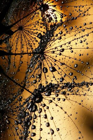 Nature's Delicate Whispers: Dandelion Dreams