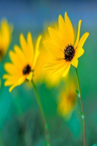 Sunshine Blooms: A Burst of Yellow Joy 🌼☀️