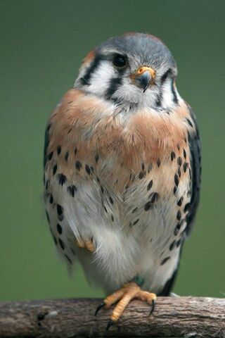 The Charming Beauti Sparrow: Nature's Little Gem 🌟