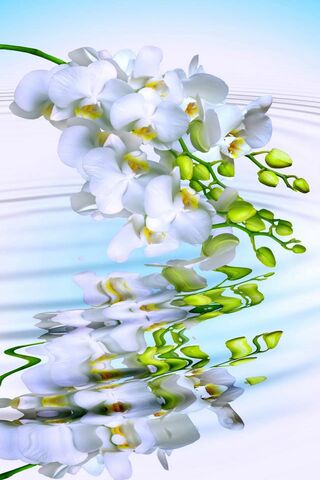 Serenity in Bloom: The White Orchid's Reflection 🌸💧
