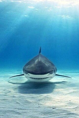 Sleek Majesty of the Deep 🌊🦈