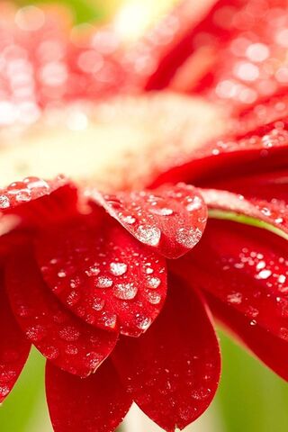 Radiant Red Blossom: Nature's Jewel 🌺✨