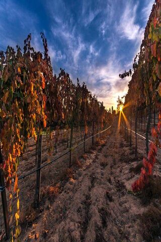 Golden Hour in the Vineyard 🌅🍇