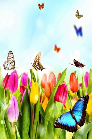 Fluttering Colors of Spring 🌷🦋