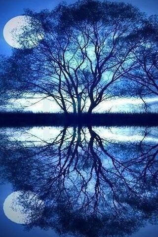 Moonlit Serenity 🌙🌳