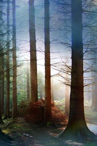 Enchanted Mist in the Forest 🌲✨