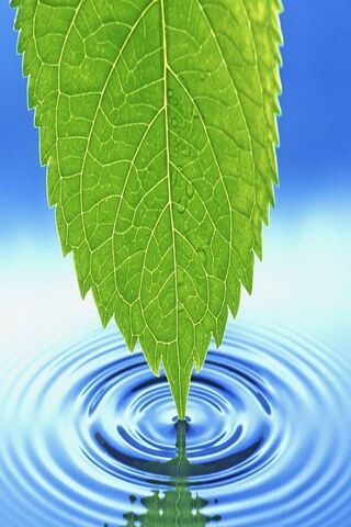 Nature's Reflection: The Green Leaf 🌿💧
