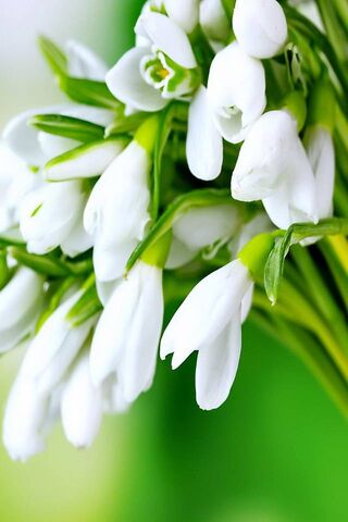 Snowdrops