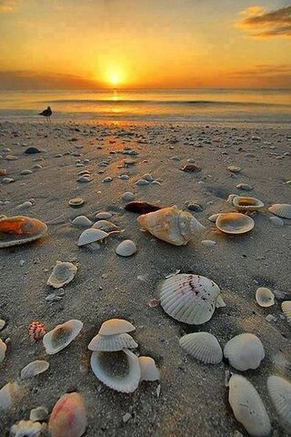Beach and Shells
