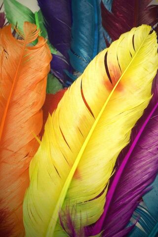 Feathers of Joy: A Colo..