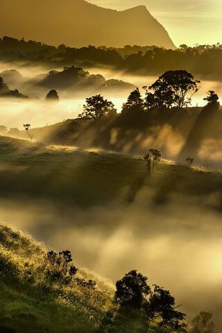 Morning Glow: A Golden ..