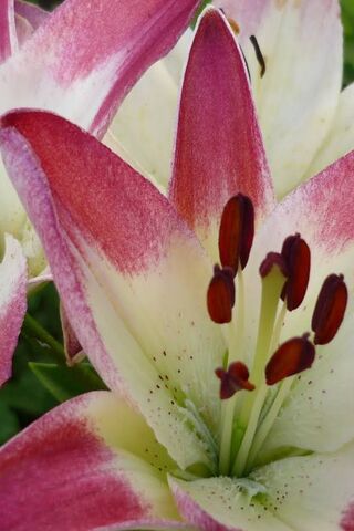 Vara: The Elegant Blossom 🌸