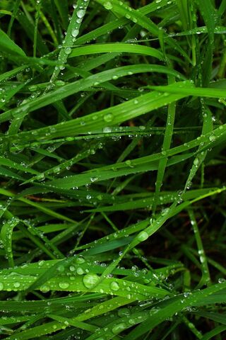 Nature's Refreshing Green: The Essence of Herb 🌿💧