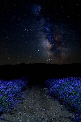 Lavender Dreams Under a..