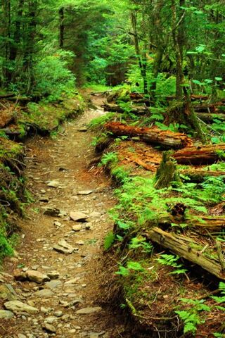 Journey Through Paradise Path 🌿✨