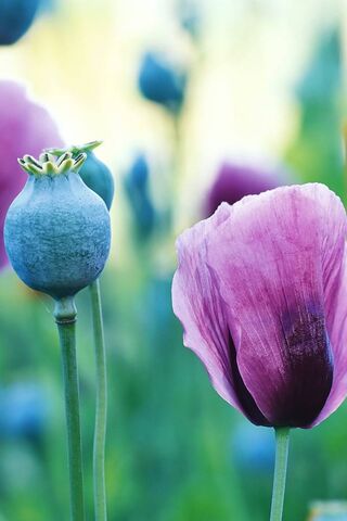 Whispers of the Purple ..