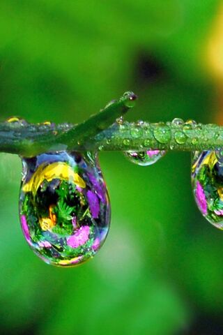 Nature's Crystal Orbs: A Close-Up of Water Drops