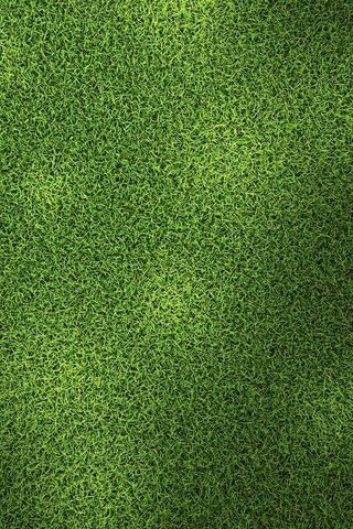 Lush Green Carpet: The Beauty of Turf Grass 🌱✨
