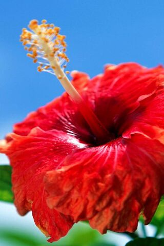 Radiant Hibiscus: Nature's Tropical Beauty 🌺