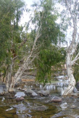 Serenity in the Heart of Outback Australia 🌿🏞️