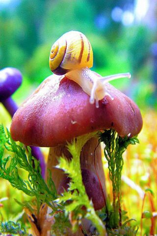 Whimsical Wonders of the Forest 🌿🐌