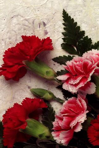 Carnations