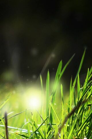 Nature's Sideloader: A ..