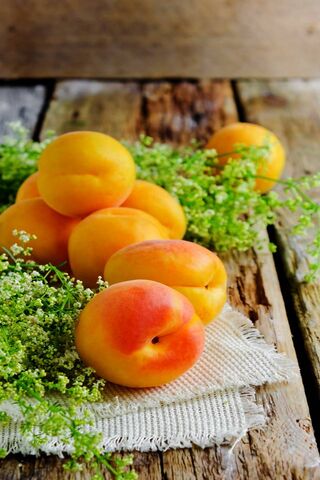 Sweet Summer Delight: Apricot Bliss 🍑✨