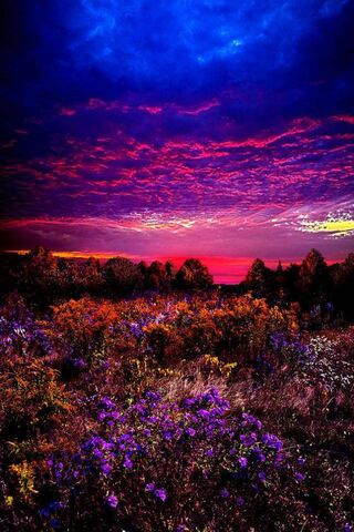 Vibrant Horizons: A Nature's Canvas 🌅🌸