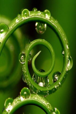 Nature's Jewels: The Beauty of Floral Drops 🌿💧