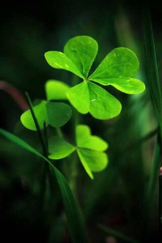 Emerald Treasures of Sp..
