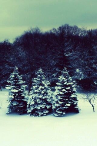 Enchanted Winter Wonderland ❄️🌲