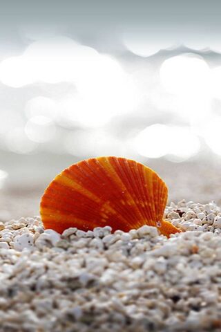 Ocean's Treasure: The Vibrant Sea Shell 🌊🐚