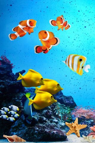 Tropical Fishes