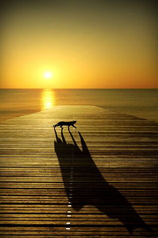 Golden Hour Paws
