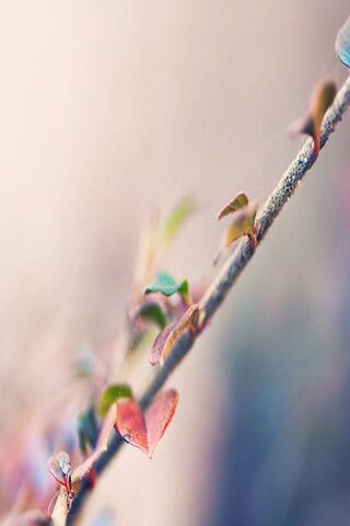 Whispers of Nature: A Leafy Embrace 🍃❤️