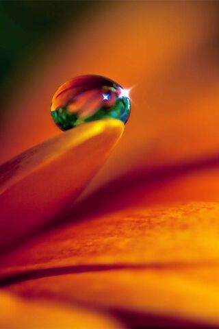 Dew Drop