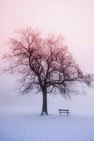 Lonely Tree