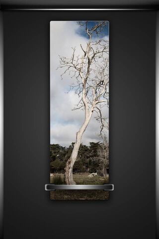 Old Tree