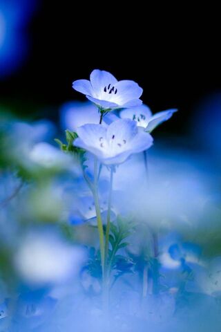 Whispers of the Blue Bl..