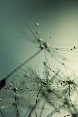 Nature's Tiny Jewels: Dandelion Drops